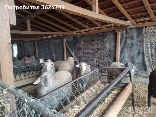 мъжки шилета, снимка 2 - Овце - 52874585