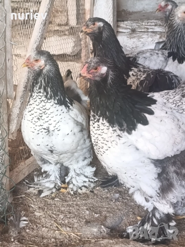 картал брама , снимка 6 - други­ - 52591246