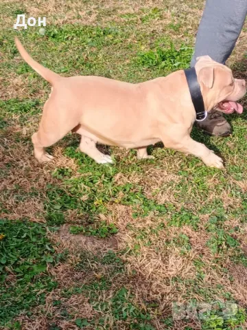 Американско Були покет , снимка 9 - Американски стафордширски териер - 40457899