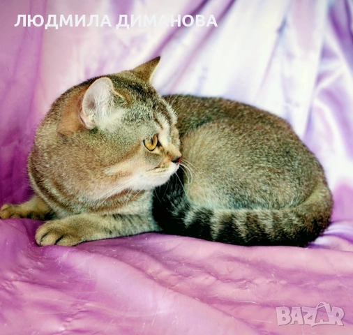 Шотландско мъжко Златна чинчила с родословие., снимка 2 - Британска късокосместа - 52376484