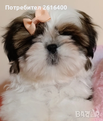 момче и момиче Ши Тцу, снимка 4 - Ши Тцу - 53187515