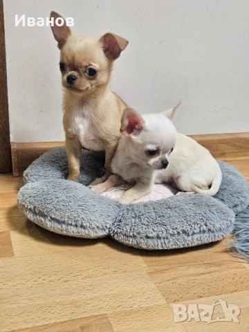 Мини бебе момчета , снимка 3 - Чихуахуа - 52394701