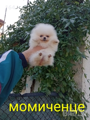 Померан. Мини момченце., снимка 4 - Померан - 52848127