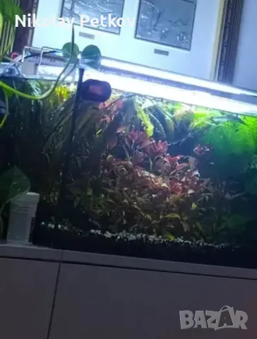 Специализирани аквариумни лампи, снимка 9 - Оборудване за аквариуми - 40250243