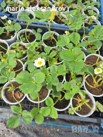 Разсад, снимка 2 - Разсади - 54216181