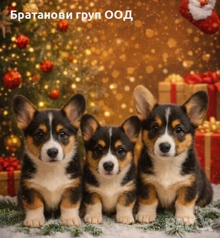 Уелско Корги