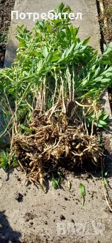 Розова алстромерия, снимка 2 - Градински цветя и растения - 39420412