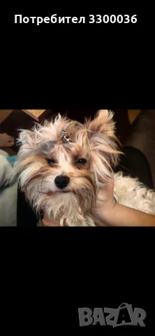 Мъжки бивер си търси женска, снимка 4 - Други - 50023169