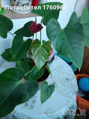 Антуриум , снимка 4 - Градински цветя и растения - 30482810