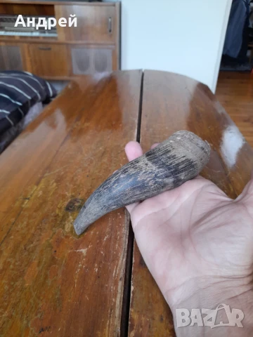 Стар рог #2, снимка 3 - Други ценни предмети - 50607528