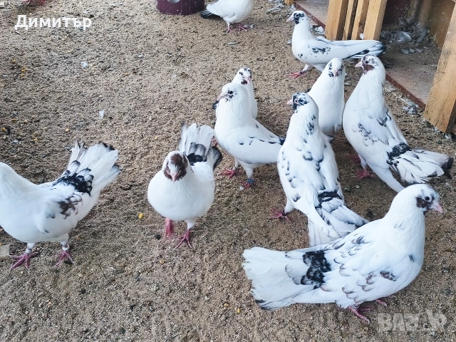 Закъртени гълъби , снимка 2 - Гълъби - 53220215