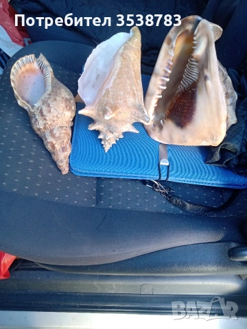 Рапани от Тихия океан , снимка 2 - Други - 54130778