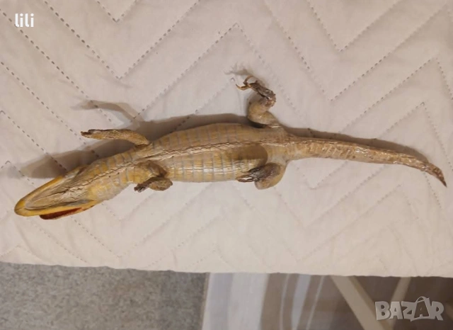 препарирано крокодилче 40 см , снимка 4 - Декорация за дома - 53127013