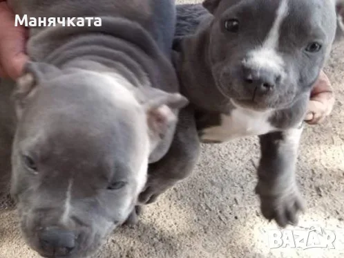 Продажба на кученца , снимка 2 - Други - 56448085
