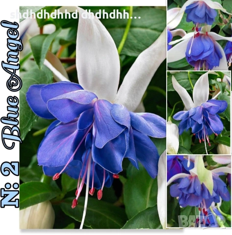 Каскадна Фуксия , снимка 12 - Градински цветя и растения - 54270784