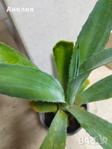 Агаве, снимка 2 - Стайни растения - 53215450