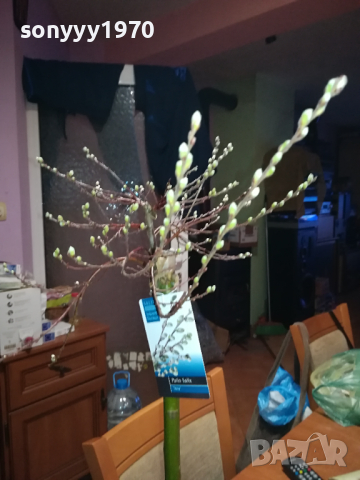 PATIO SALIX LONA-ВЪРБА 60СМ В САКСИЯ 0903241833, снимка 5 - Градински цветя и растения - 44686087