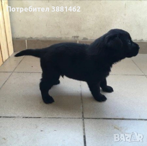 чистокръвни Лабрадор ретривъри, снимка 2 - Лабрадор ретривър - 52872646