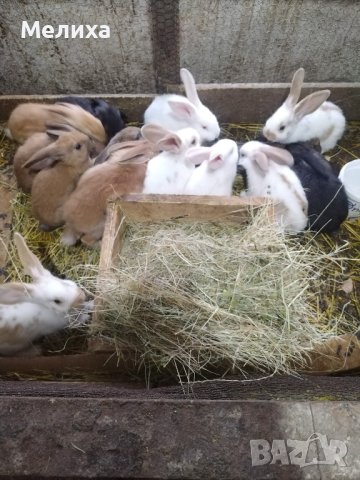 Малки сладки зайчета, снимка 1 - Други животни - 44327855