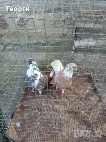 Николаевски гълъби 5 двойки , снимка 12 - Гълъби - 44517160