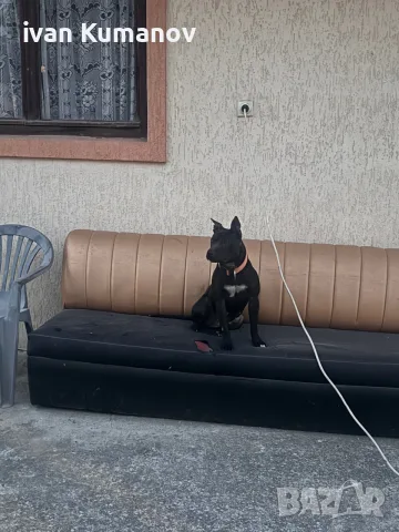 Питбули по 150евро