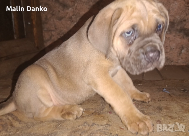 Бебета КАНЕ КОРСО, снимка 3 - Кане корсо - 52788488