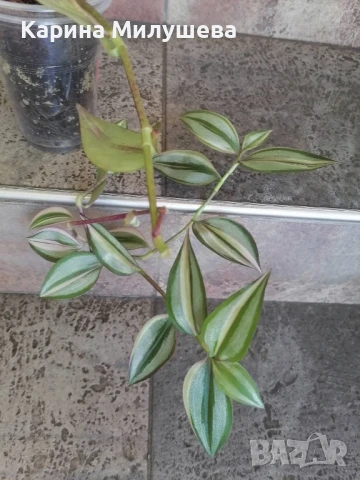 Продавам различни цветя, снимка 7 - Стайни растения - 44843070