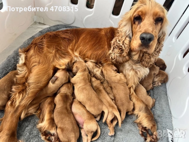 Кокер шпаньол червен момче, снимка 2 - Кокер шпаньол - 53274879