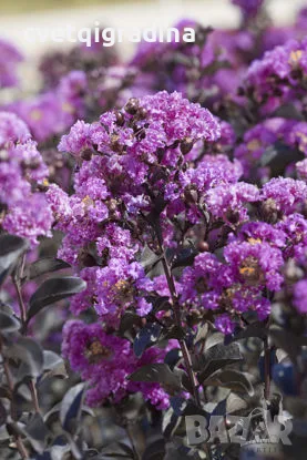Lagerstroemia ‘Purely Purple’ (Лагерстремия Чисто лилава), снимка 3 - Градински цветя и растения - 55817177
