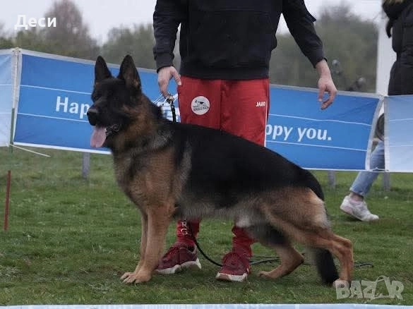 немско овчарско куче, снимка 10 - Немска овчарка - 52870357