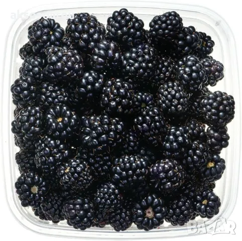 100 бр Висококачествени нови органични плодови семена от хранителна Къпина къпини антиоксидант, снимка 15 - Сортови семена и луковици - 49258835