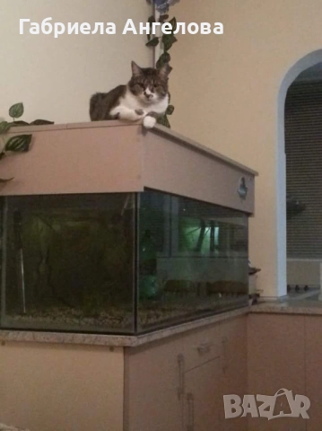 Продавам празен аквариум БЕЗ ТЕЧОВЕ в перфектно състояние, снимка 4 - Аквариуми - 52420824