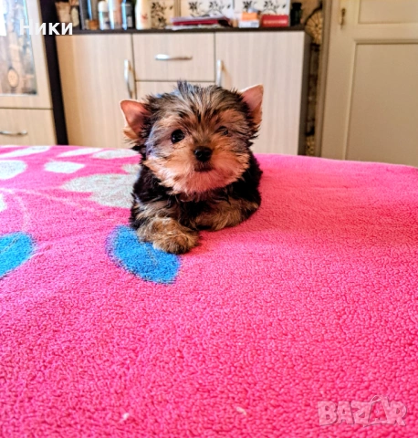 Мини йоркширско териерче 