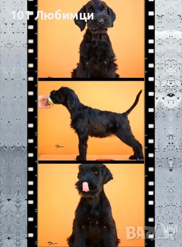 Ризен Шнауцери 