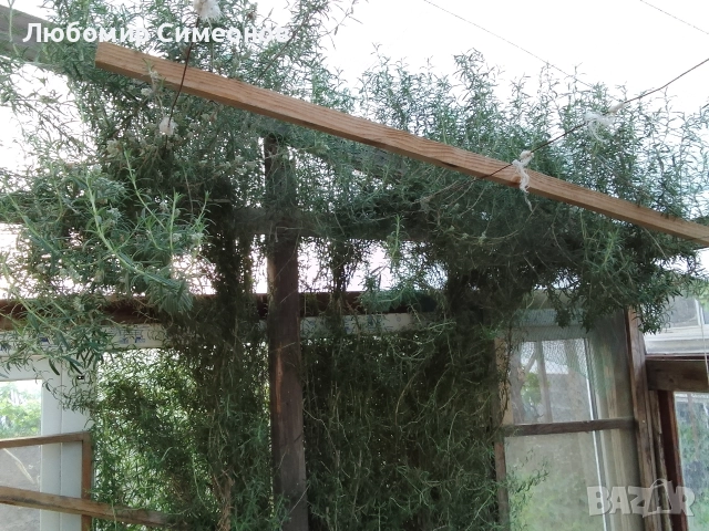 Продавам пресен розмарин от храсти. Цена 15 лв. за килограм, снимка 5 - Стайни растения - 52951397