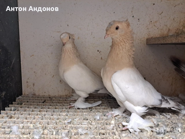 Мардини "Мраморни" с двоен качул, снимка 7 - Гълъби - 53006043