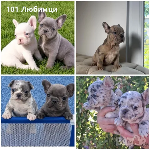 Френски Булдог кученца