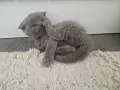 Клепоухи шотландки, снимка 7