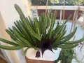 Продавам Stapelia, снимка 2
