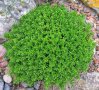 Хебе - зелено (Hebe pungifolia) Цена 7лв, снимка 5