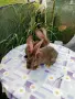 Белгийски зайчета, здрави, жизнени , снимка 2