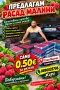 предлагаме целогодишен расад ягоди, снимка 3