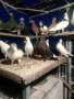 Пазарджишки гълаби, снимка 4