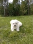 Малтийска болонка момиче , снимка 1