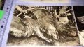 ЛОТ ЧЕТИРИ СТАРИ ПОЩЕНСКИ КАРТИЧКИ МОРСКА ФАУНА - НЕМСКИ КРАСИВИ 32459, снимка 4