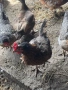 Продавам кокошки - харко и петли за клане, снимка 3