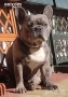 Френски булдог мерле,момче., снимка 6