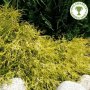 Лъжекипарис жълто джудже, Chamaecyparis pisifera 'Filifera Aurea Nana', снимка 1 - Градински цветя и растения - 44358566