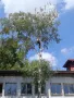 Рязане, кастрене и премахване на опасни и високи дървета в Пловдив и околността, снимка 4