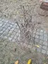 Стара шевна машина Симгер, снимка 4